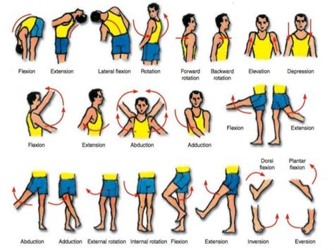 what is abduction anatomy|9.5 Types of Body Movements – Anatomy & Physiology.